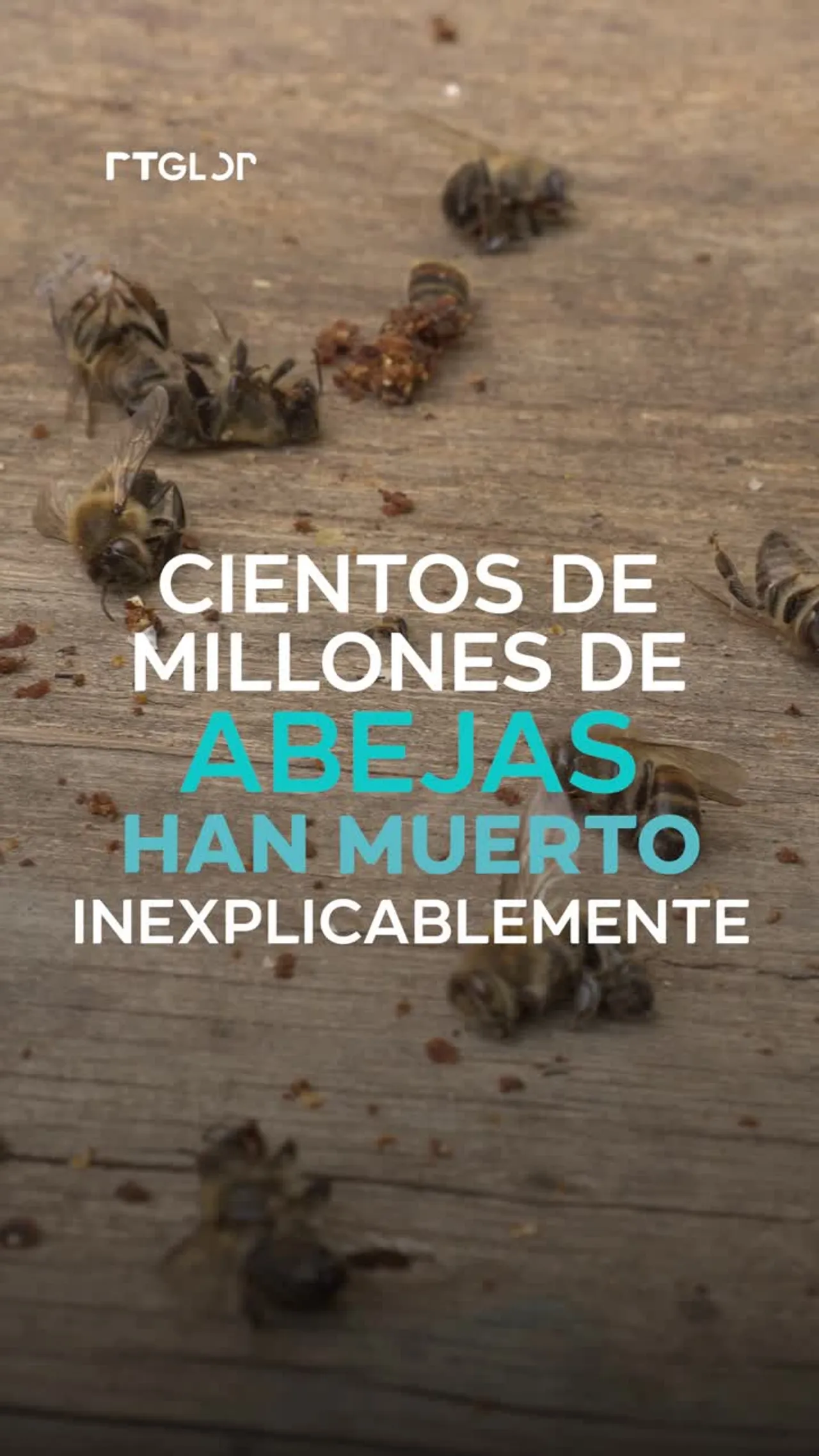 Extinción de abejas: un problema global